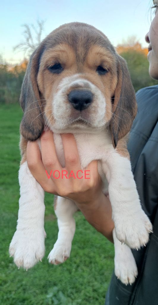 Du Domaine Des Versannes - Chiot disponible  - Beagle