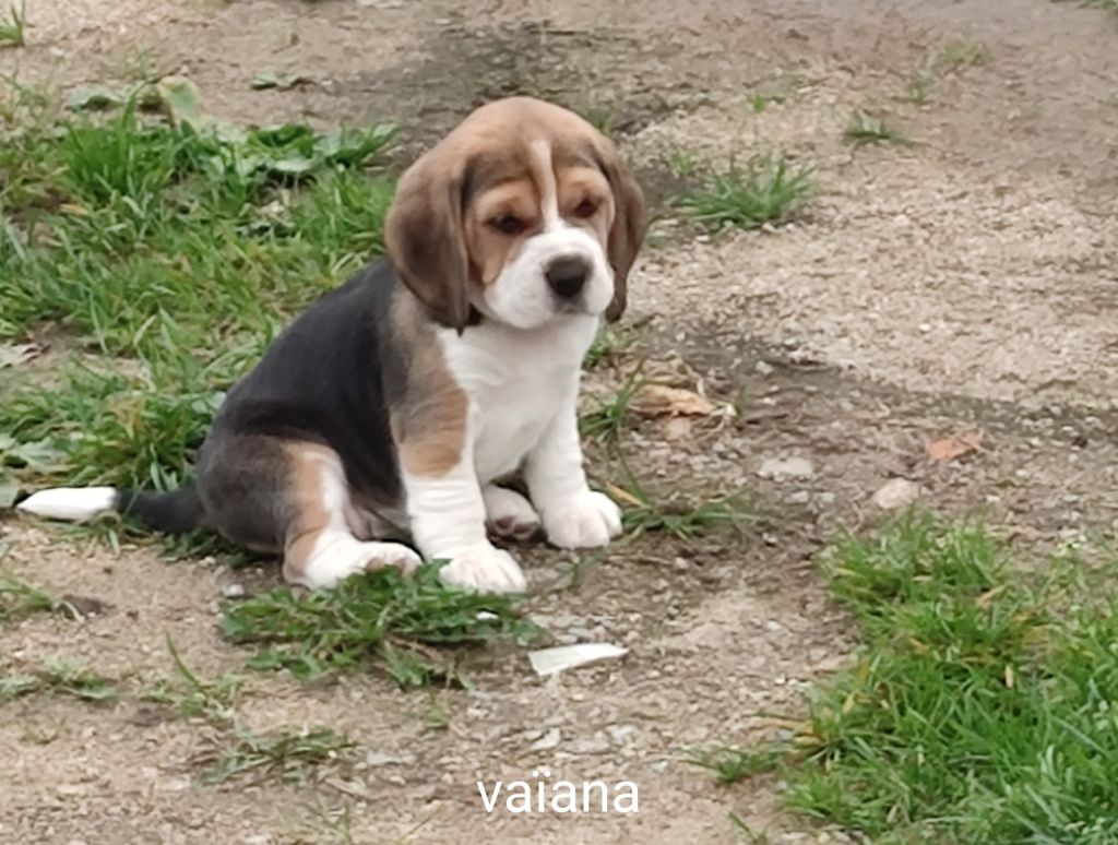 Du Domaine Des Versannes - Chiot disponible  - Beagle