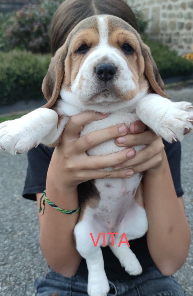 Du Domaine Des Versannes - Chiot disponible  - Beagle