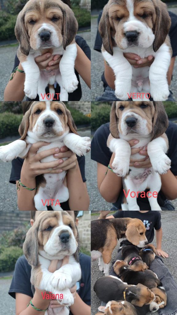 chiot Beagle Du Domaine Des Versannes