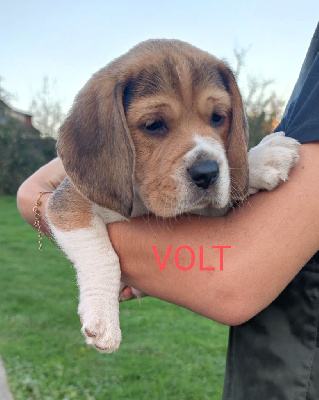 Volt