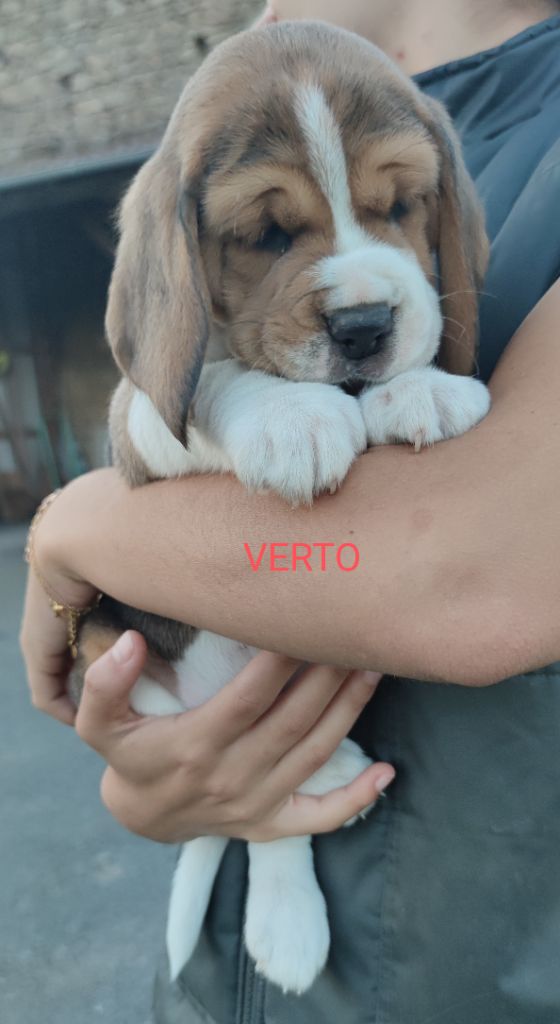 Du Domaine Des Versannes - Chiot disponible  - Beagle