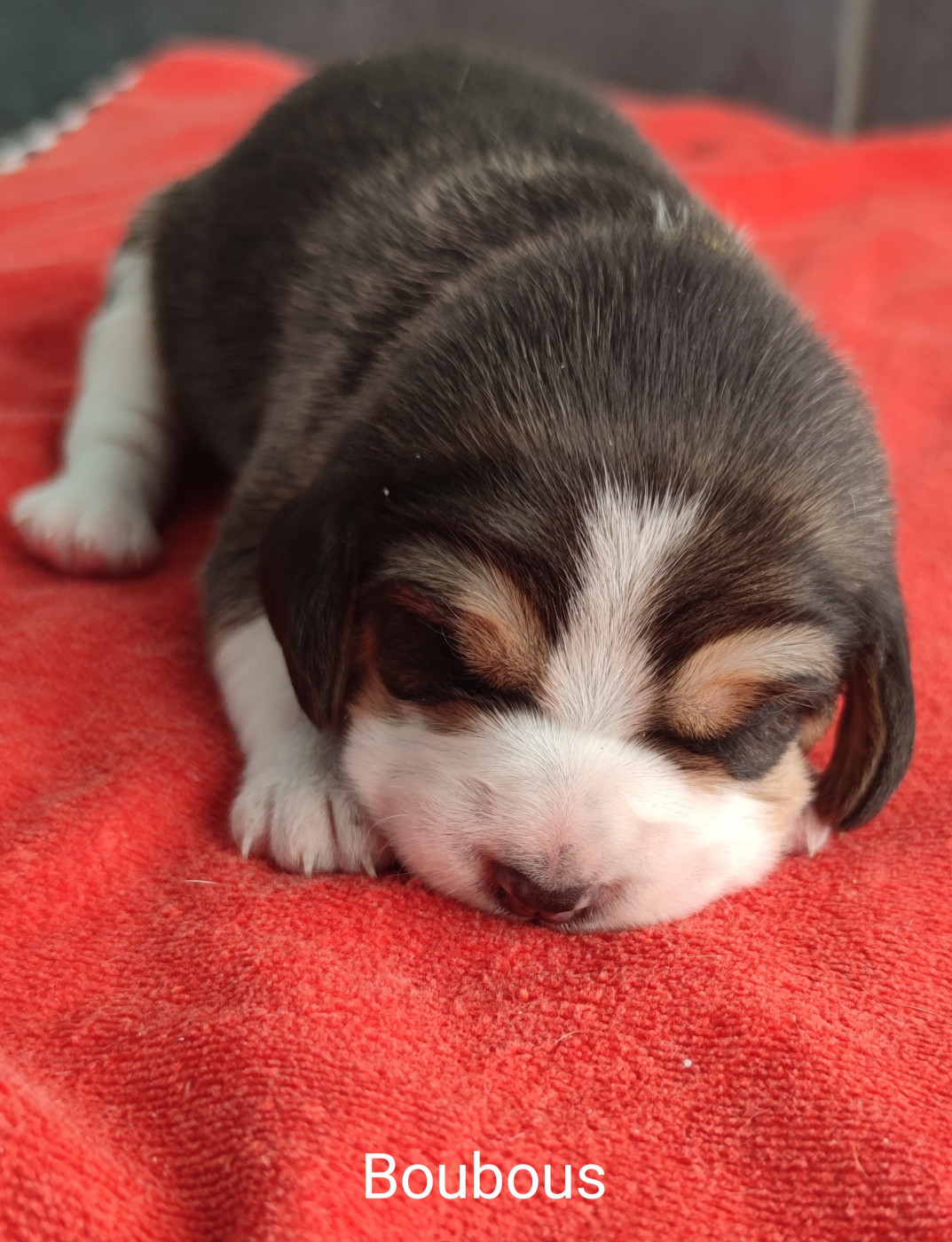 Du Domaine Des Versannes - Chiots disponibles - Beagle