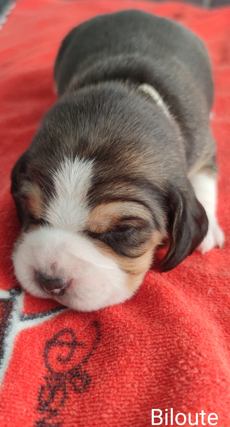 Du Domaine Des Versannes - Chiots disponibles - Beagle