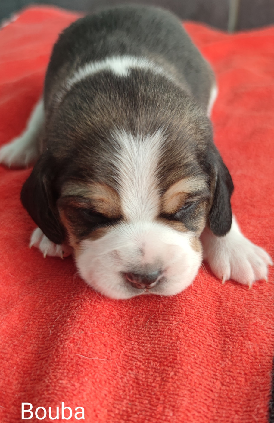 Du Domaine Des Versannes - Chiots disponibles - Beagle