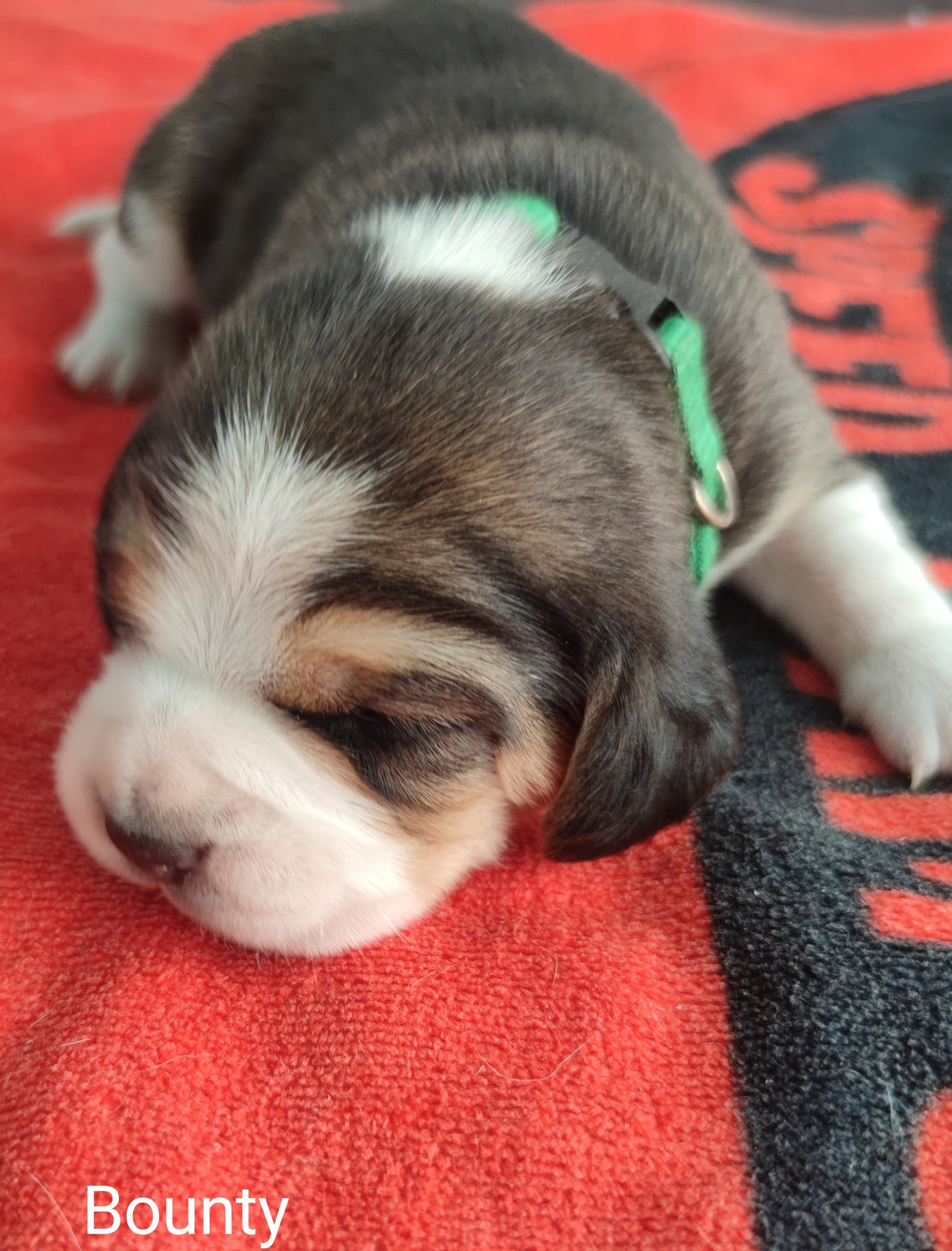 Du Domaine Des Versannes - Chiots disponibles - Beagle