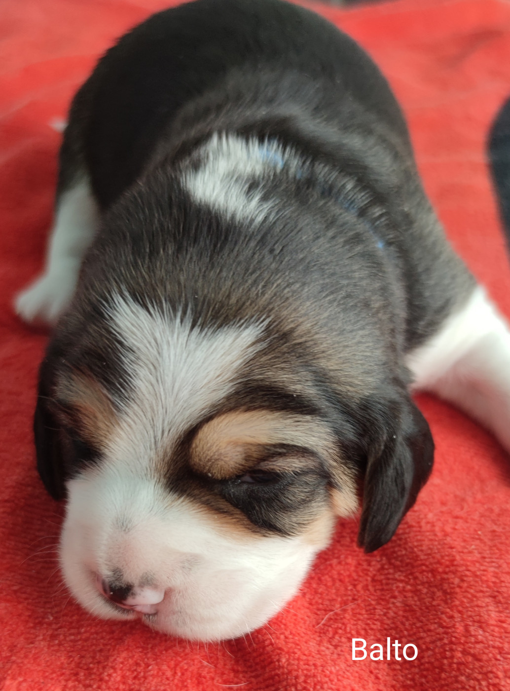 Du Domaine Des Versannes - Chiots disponibles - Beagle
