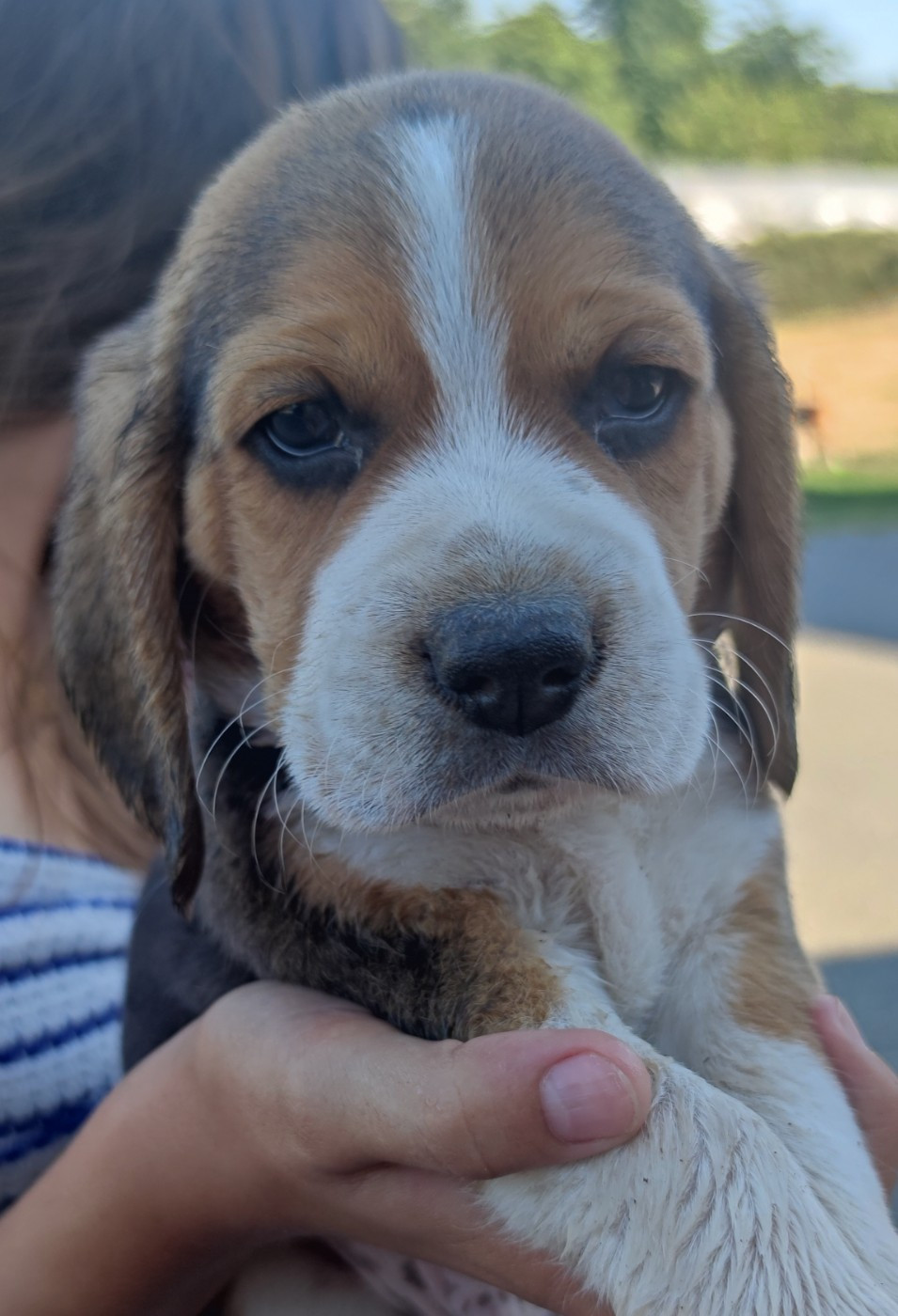 Du Domaine Des Versannes - Chiots disponibles - Beagle