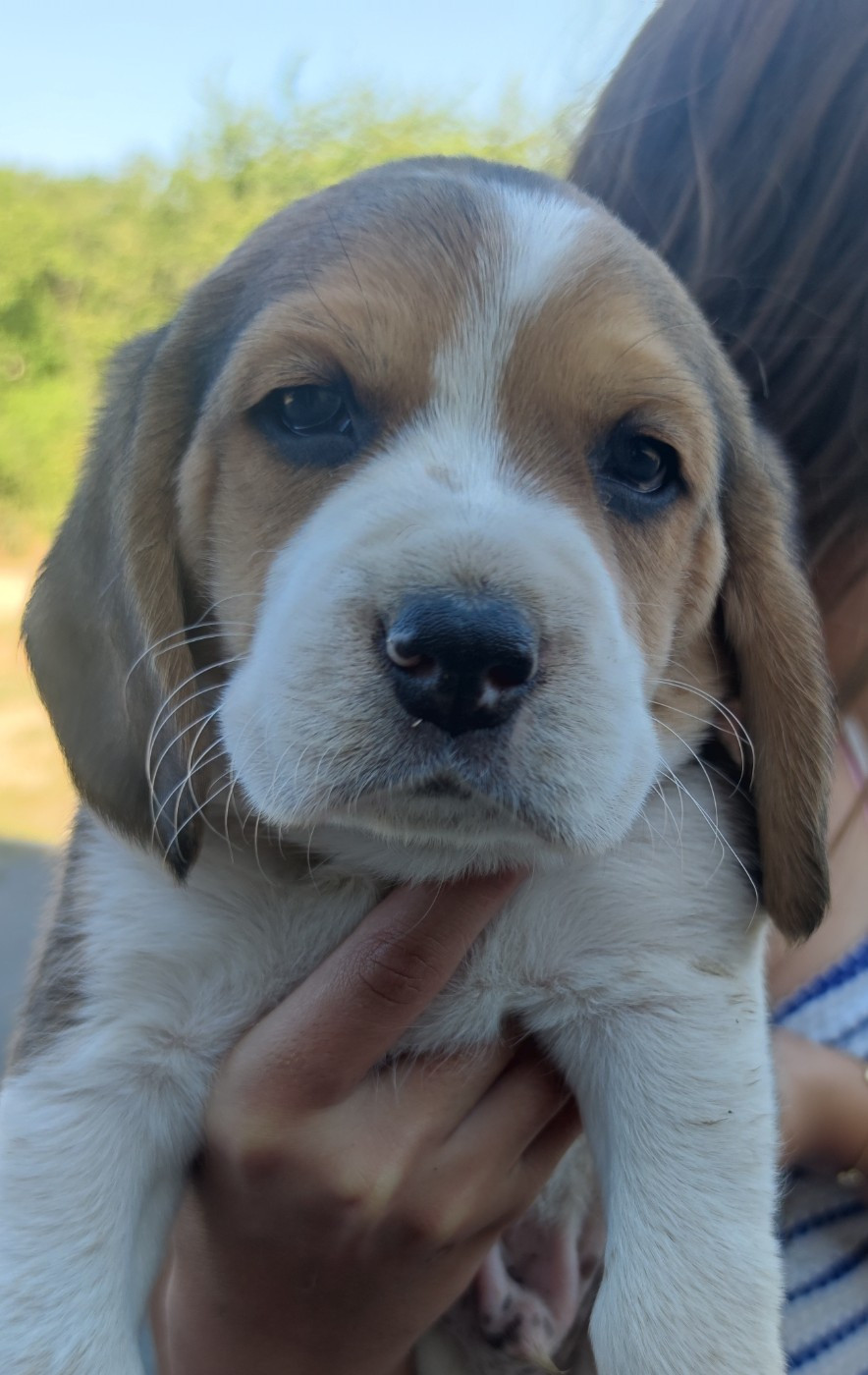 Du Domaine Des Versannes - Chiots disponibles - Beagle