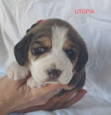 Upa