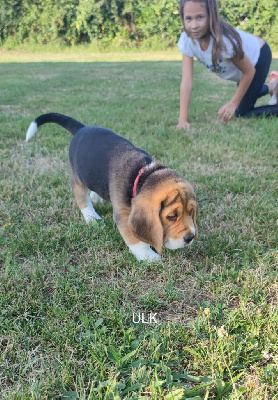 Ulk