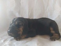REINE